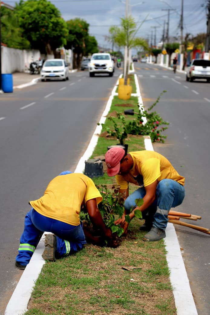 Prefeitura de Cruz realiza paisagismo na Avenida Crisógno Fernandes com plantio de ornamentais no canteiro central