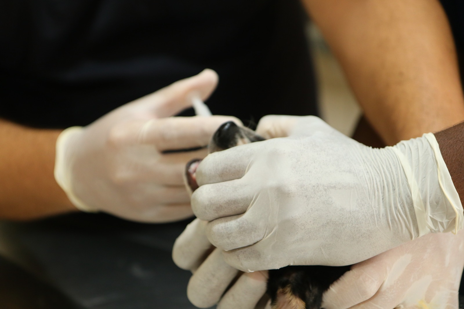 Prefeitura de Cruz informa sobre pontos de vacinação antirrábica para cães e gatos